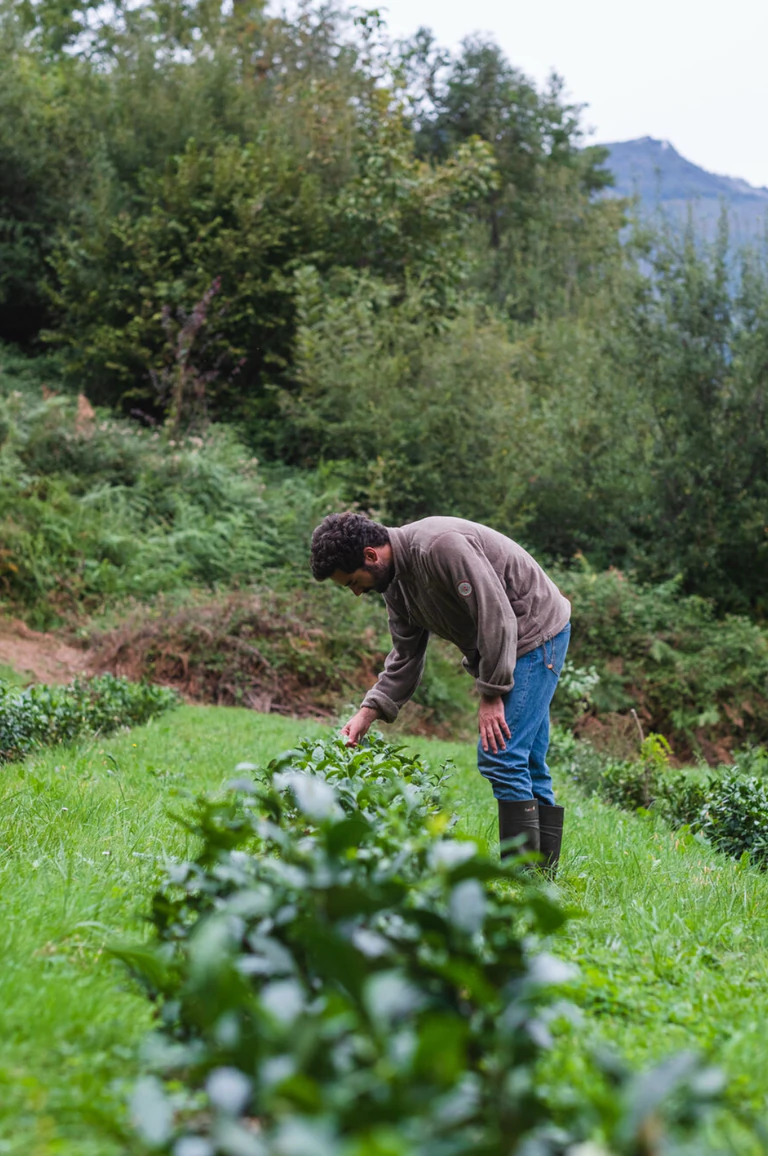 Luca Ben-Moura dans sa plantation de théier, dans les Hautes-Pyrénées